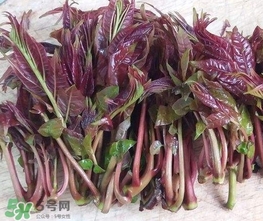 香椿芽怎么吃？新鮮香椿芽怎么吃