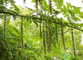 榆錢是榆樹的什么？榆錢是花還是果實