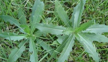 刺兒菜能吃嗎？刺兒菜可以吃嗎
