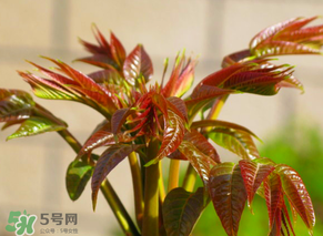 香椿會致癌嗎？香椿吃多了會致癌嗎？ 
