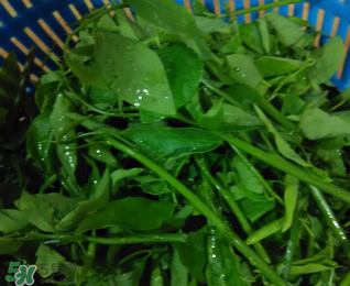 樹仔菜有毒嗎？樹仔菜有沒有毒？