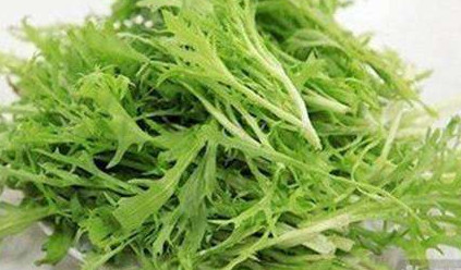 苦苣菜能生吃嗎？苦苣菜可以生吃嗎