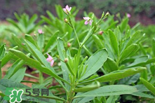 人參菜的功效與作用 人參菜的營養價值