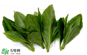 人參菜的功效與作用 人參菜的營養價值