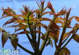 ?香椿癌癥病人能吃嗎？癌癥患者可以吃香椿嗎？