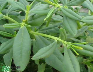 人參菜怎么吃？人參菜怎么吃好？