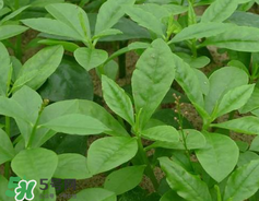 人參菜怎么吃？人參菜怎么吃好？