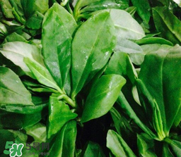 人參菜怎么吃？人參菜怎么吃好？