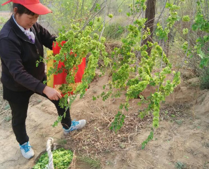 榆錢能炒雞蛋嗎？榆錢炒雞蛋怎么做