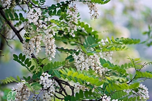 刺槐花幾月開？刺槐花什么時候開