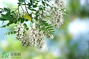 刺槐花幾月開？刺槐花什么時候開