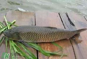 4月份可以釣草魚嗎？4月份如何釣草魚？