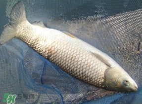 4月份可以釣草魚嗎？4月份如何釣草魚？