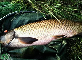 4月份可以釣草魚嗎？4月份如何釣草魚？