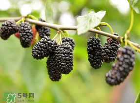 桑葚和菠蘿能一起吃嗎？桑葚可以和菠蘿一起吃嗎？