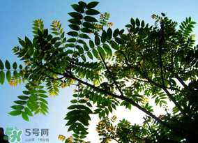 香椿放久了能吃嗎？香椿可以放多久？