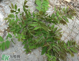 香椿長什么樣子？香椿長在什么地方？