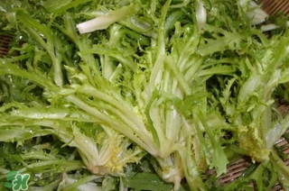 苦菊苦嗎？苦菊苦不苦