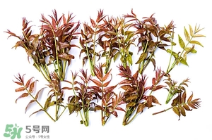香椿樹什么時候發(fā)芽？香椿樹什么時候種植