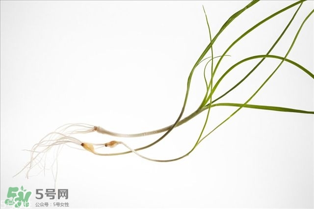 野生蒜的作用與功效 野生大蒜營養價值