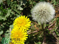 婆婆丁花能吃嗎？婆婆丁花可以吃嗎？