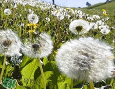 婆婆丁和薺菜的區別_婆婆丁和薺菜怎么區分