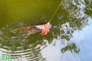 四月份能路亞黑魚嗎？路亞黑魚什么時間最好？