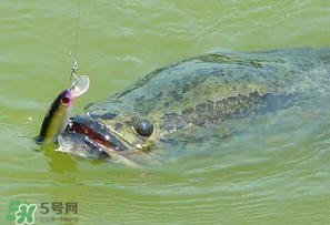 四月份能路亞黑魚嗎？路亞黑魚什么時間最好？