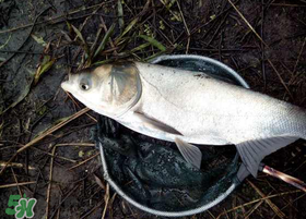 4月份能釣鰱魚嗎？四月份能釣鰱魚嗎？