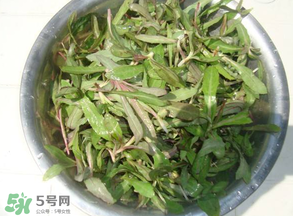 曲曲菜孕婦能吃嗎？孕婦可以吃曲曲菜嗎？