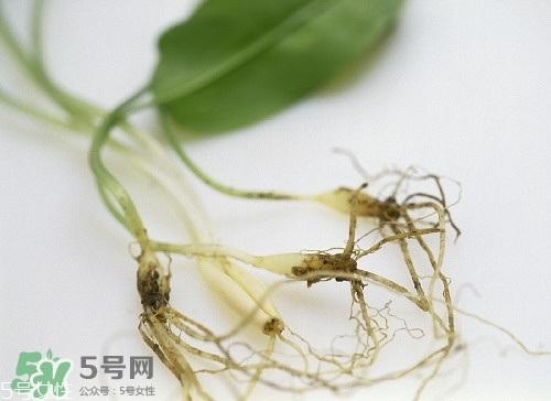 野生蒜的作用與功效 野生大蒜營養價值