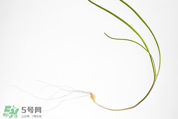 野生蒜的作用與功效 野生大蒜營養價值