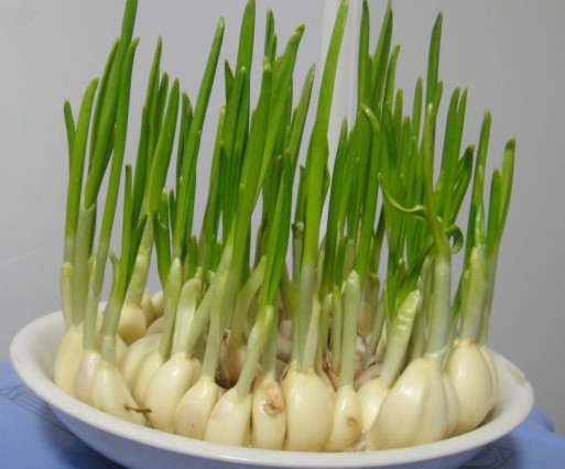 蒜苗是發物嗎？蒜苗是不是發物