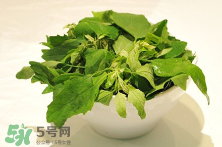 灰灰菜有什么功效？灰灰菜有什么營養價值