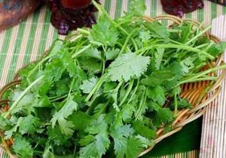 四月份可以種香菜嗎？四月份還能種香萊嗎？