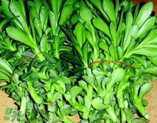 養心菜哪些人不能吃?養心菜哪些人可以吃?