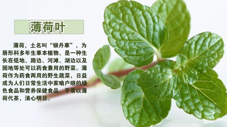 薄荷葉怎么吃？薄荷葉的吃法