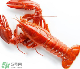 龍蝦怎么養不會死？大龍蝦怎么養不會死？