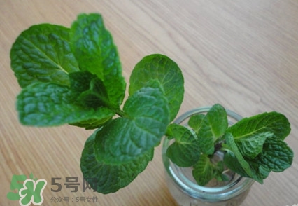 薄荷怎么養？薄荷怎么養才能爆盆
