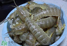 皮皮蝦死的怎么清洗？死的皮皮蝦怎么清洗？