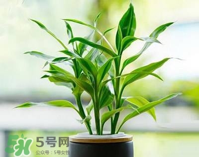 富貴竹可以和百合一起養嗎？富貴竹可以和什么花養？
