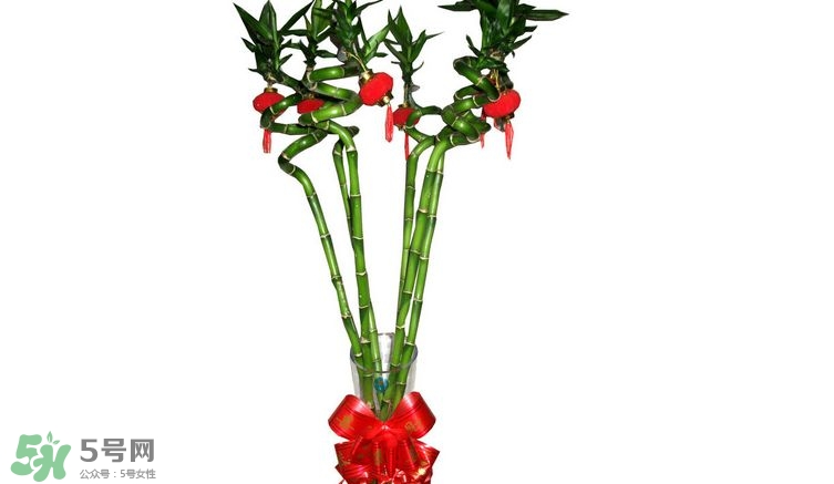 富貴竹可以和百合一起養嗎？富貴竹可以和什么花養？