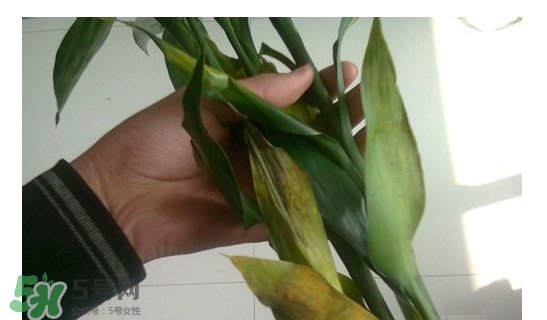 富貴竹葉子發黃怎么辦？富貴竹怎么養才能更旺盛？