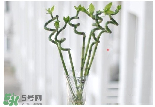 富貴竹葉子發黃怎么辦？富貴竹怎么養才能更旺盛？