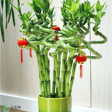 富貴竹有毒嗎？富貴竹有什么作用？