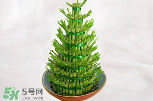 富貴竹可以和百合一起養嗎？富貴竹可以和什么花養？