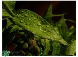 富貴竹葉子發黃怎么辦？富貴竹怎么養才能更旺盛？