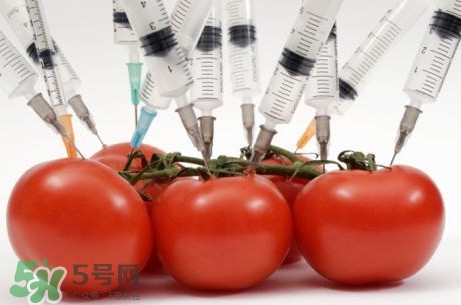西蘭花是轉基因蔬菜？西蘭花轉基因食品嗎