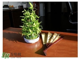 富貴竹葉子發黃怎么辦？富貴竹怎么養才能更旺盛？