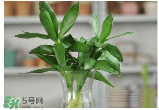富貴竹葉子發黃怎么辦？富貴竹怎么養才能更旺盛？